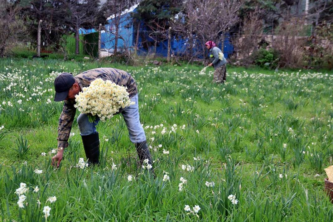 Bir demeti tarlada 100-120 TL, tezgahta 150-200 TL! O kentte hasat başladı 8